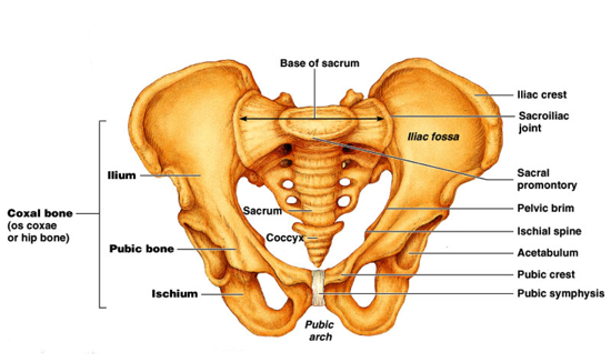 Diagram of the pelvis